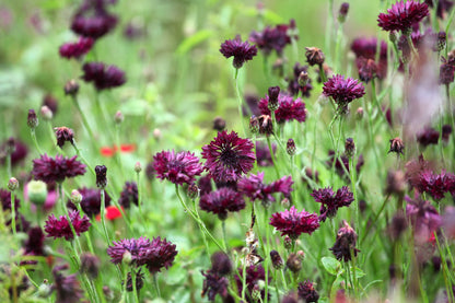 25 Bachelor's Button (Centaurea Cyanus) Seeds