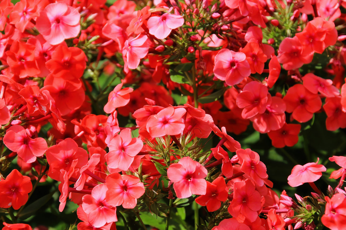 800 Red Drummond Phlox (Phlox Drummondii) Seeds