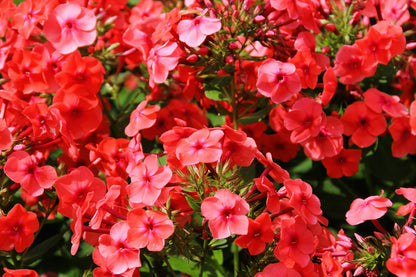 800 Red Drummond Phlox (Phlox Drummondii) Seeds