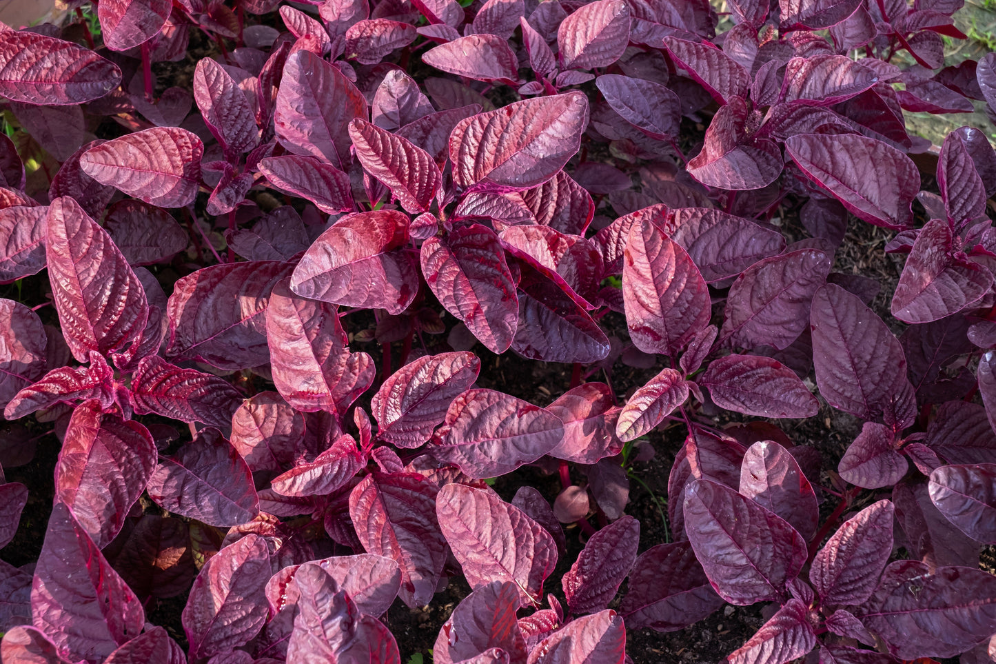 500 Midnight Red Amaranthus (Amaranthus Cruentus)Seeds