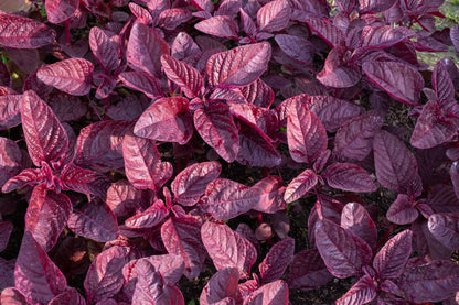 500 Midnight Red Amaranthus (Amaranthus Cruentus)Seeds