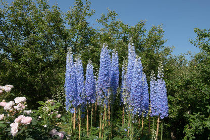 Blue With Pink Rocket Larkspur (Consolida ajacis) Seeds – 350 ct