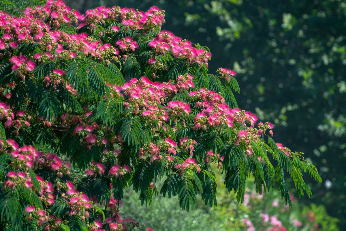 25 Mimosa / Persian Silk Tree (Albizia Julibrissin) Seeds