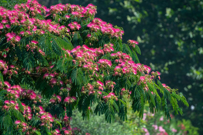 25 Mimosa / Persian Silk Tree (Albizia Julibrissin) Seeds