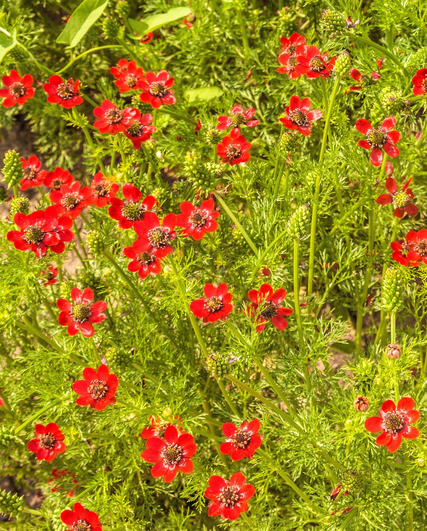10 Adonis/Pheasant's Eye (Adonis Aestivalis) Seeds
