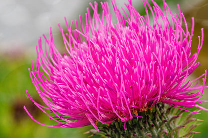 100 organic Milk Thistle (Silybum Marianum) Seeds
