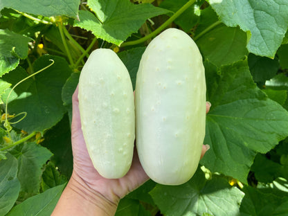 50 White Wonder Cucmber (Cucumis Sativus) Seeds
