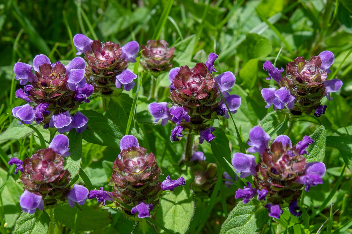 100 HEAL ALL Self Heal Prunella Vulgaris Purple Herb Flower Seeds