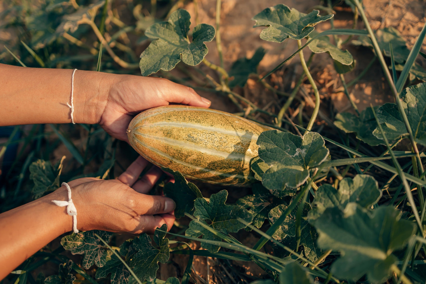 50 Banana Melon (Cucumis Melo) Seeds