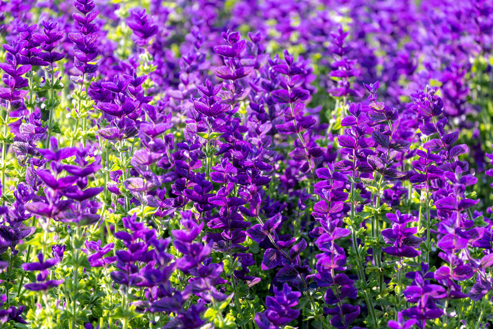 50 Blue Monday Clary Sage (Salvia Viridis Horminum) Seeds