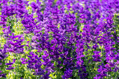 50 Blue Monday Clary Sage (Salvia Viridis Horminum) Seeds