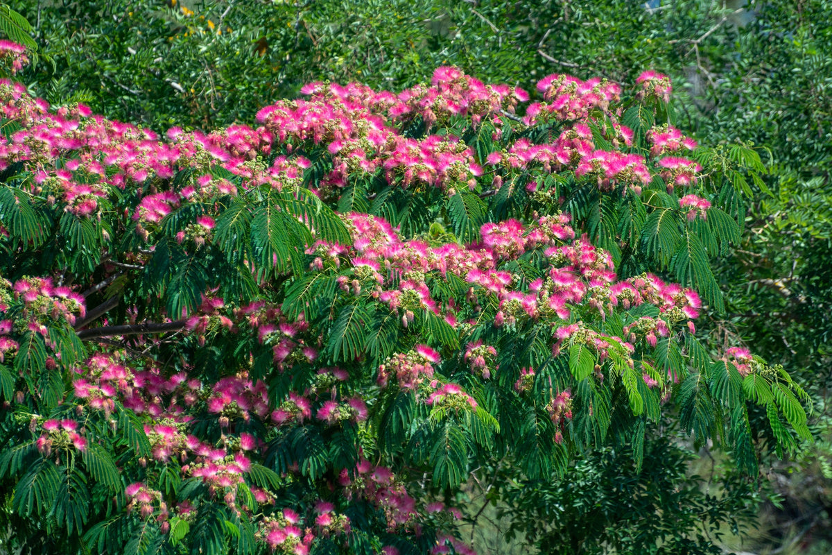 25 Mimosa / Persian Silk Tree (Albizia Julibrissin) Seeds