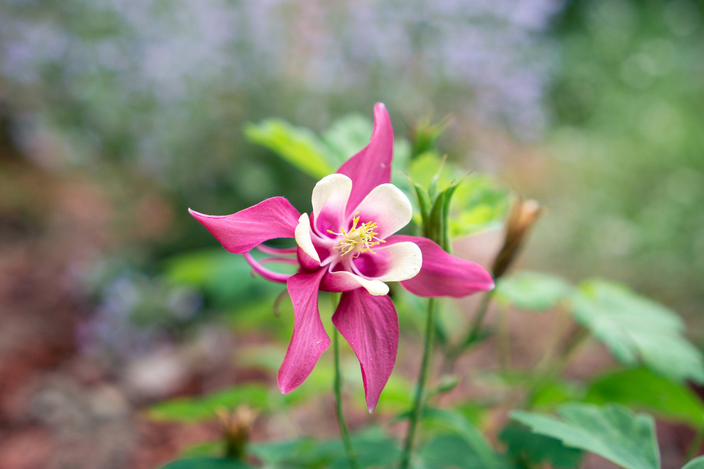 50 Rose Star Columbine (Aquilegia Caerulea) Seeds