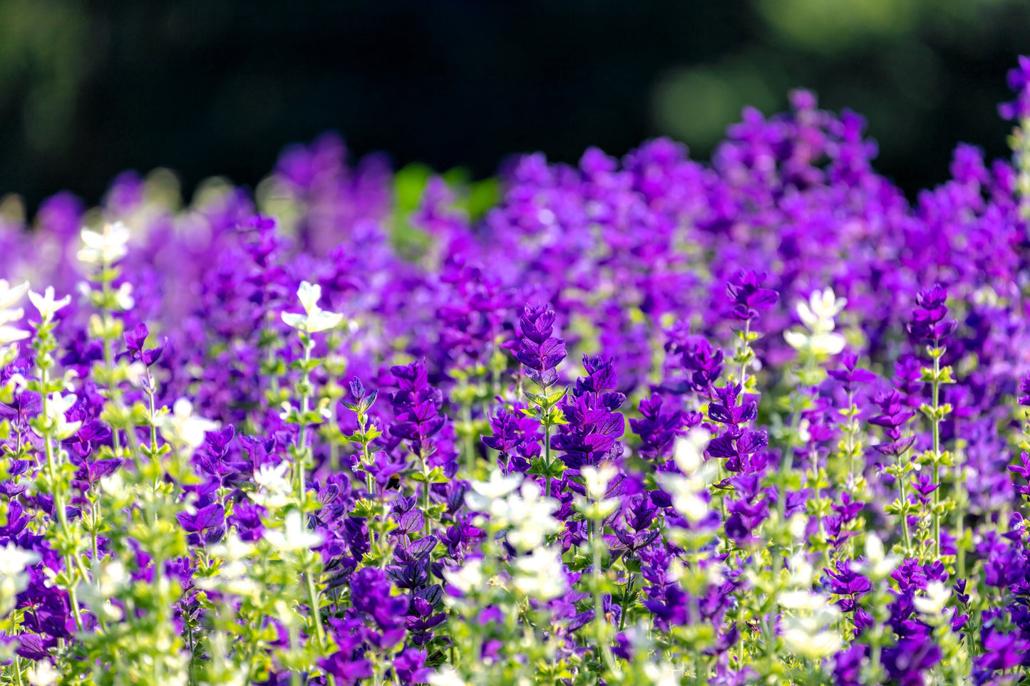 50 Blue Monday Clary Sage (Salvia Viridis Horminum) Seeds