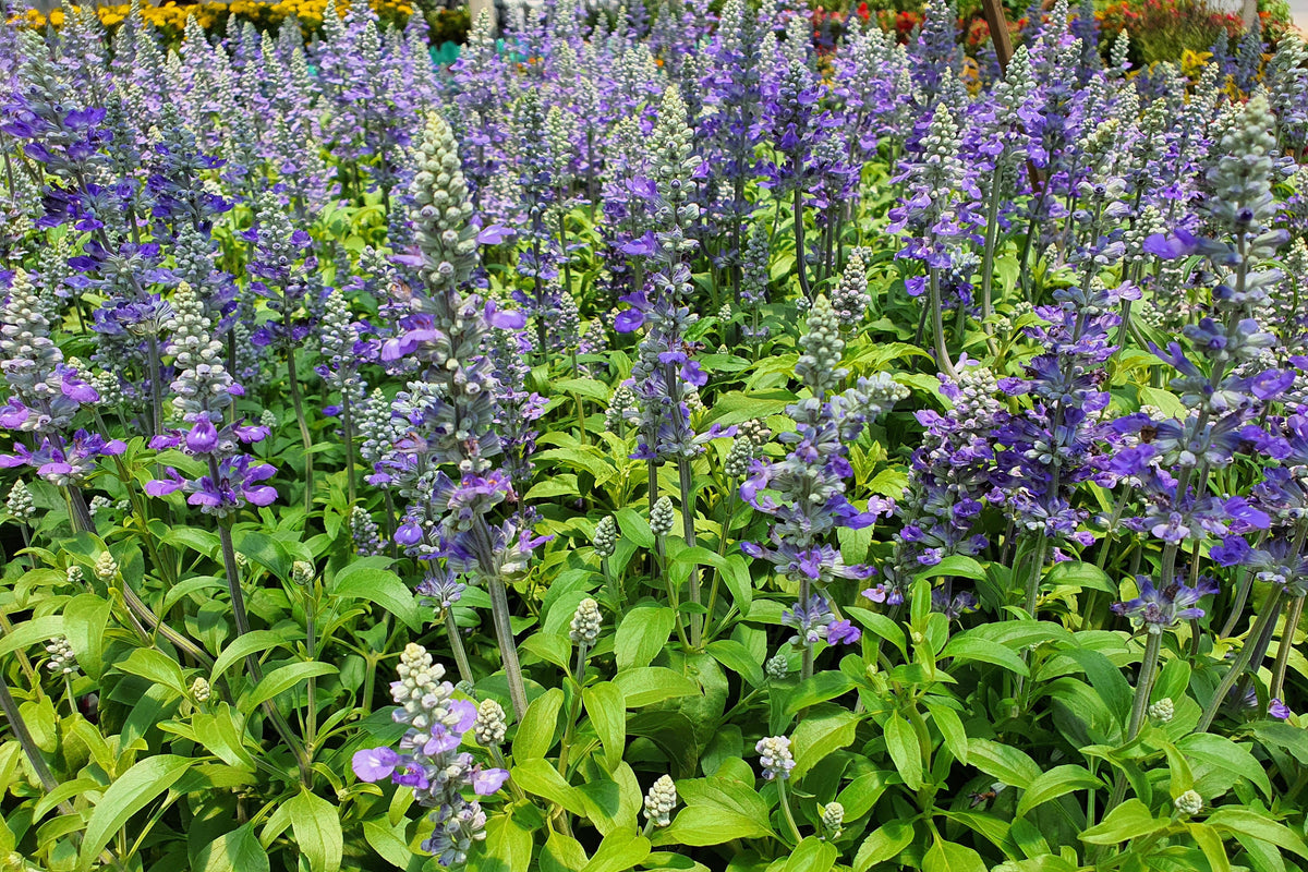 Downy Skullcap (Scutellaria incana) Seeds – 100 ct