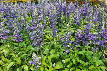 Downy Skullcap (Scutellaria incana) Seeds – 100 ct