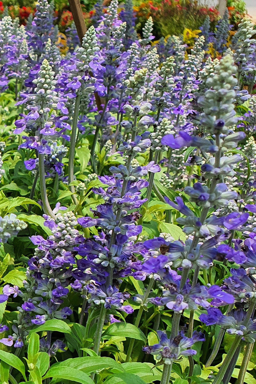 Downy Skullcap (Scutellaria incana) Seeds – 100 ct