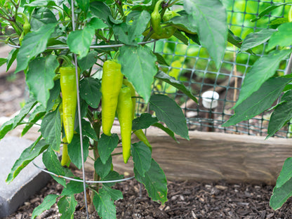 Sweet Banana Pepper (Capsicum annuum) Seeds – 250 ct