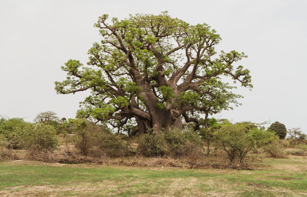5 African BAOBAB TREE Adansonia Digitata Monkey Bread Judas Fruit Seeds