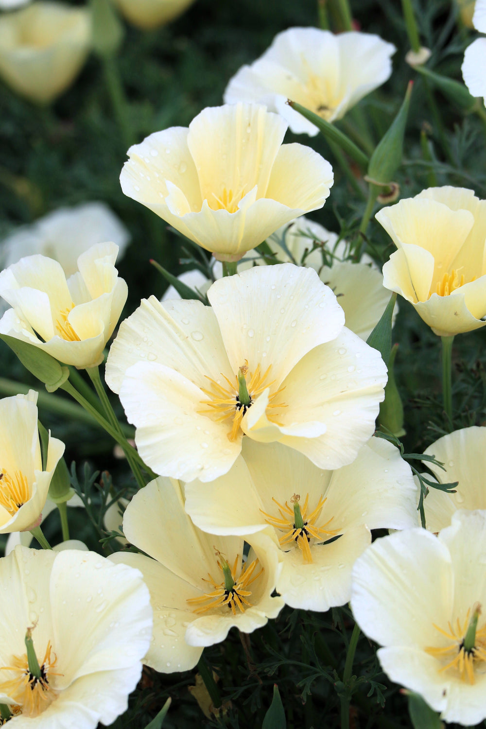 1000 White California Poppy (Eschscholzia Californica) Seeds