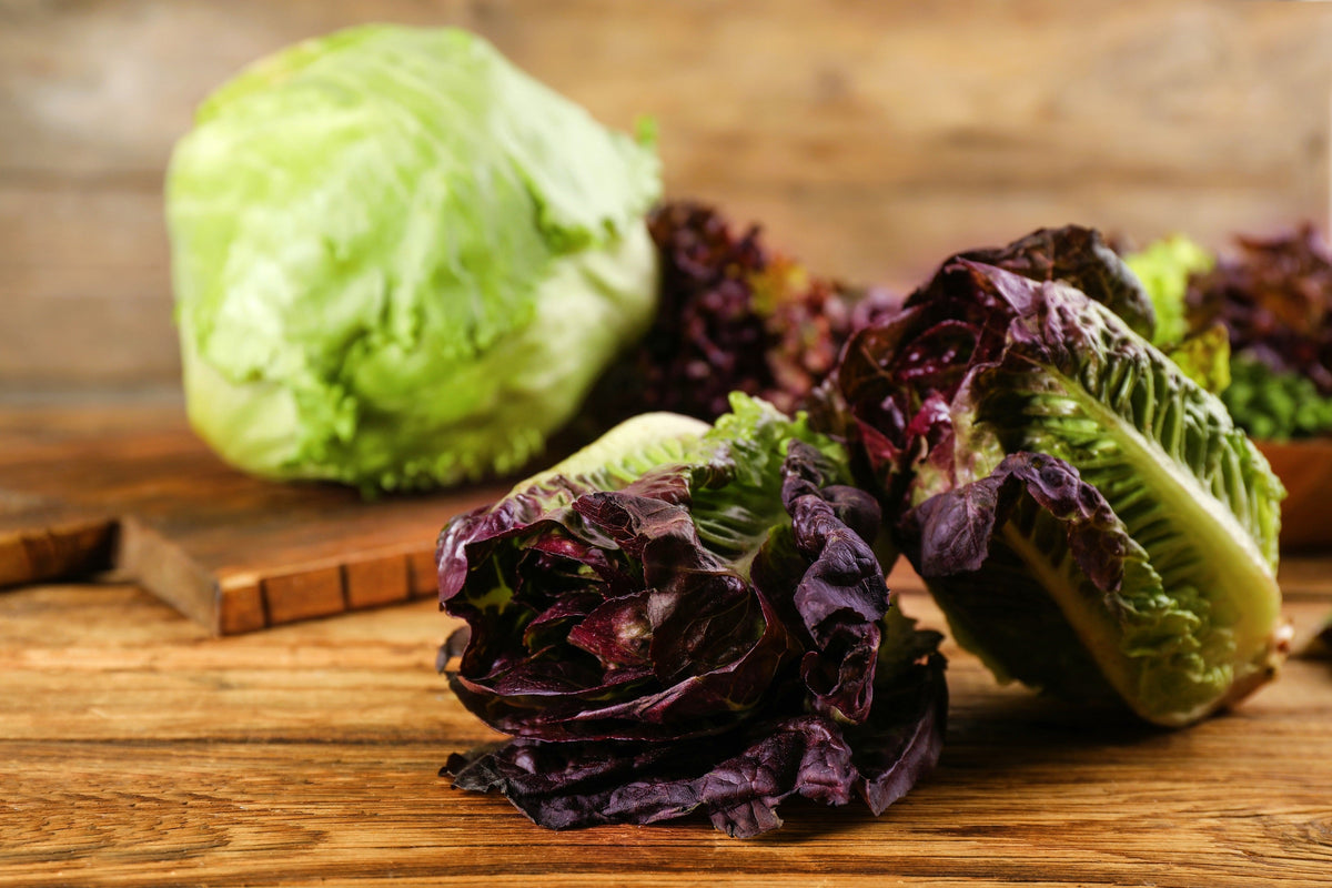 3000 RED ROMAINE LETTUCE Lactuca Sativa Vegetable Seeds