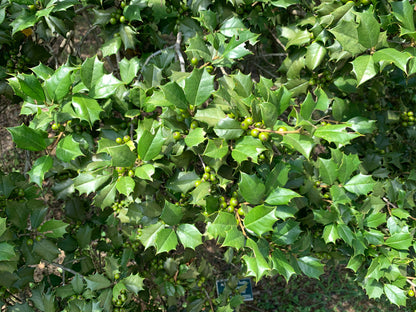American Holly (Ilex opaca) Seeds – 40 ct