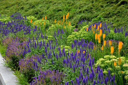 200 BLUE BOUQUET VERONICA Spicata Spike Speedwell Herb Flower Seeds