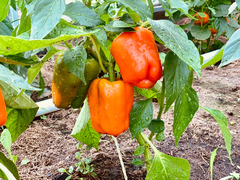 50 Orange Sun Bell Pepper (Capsicum Annuum) Seeds