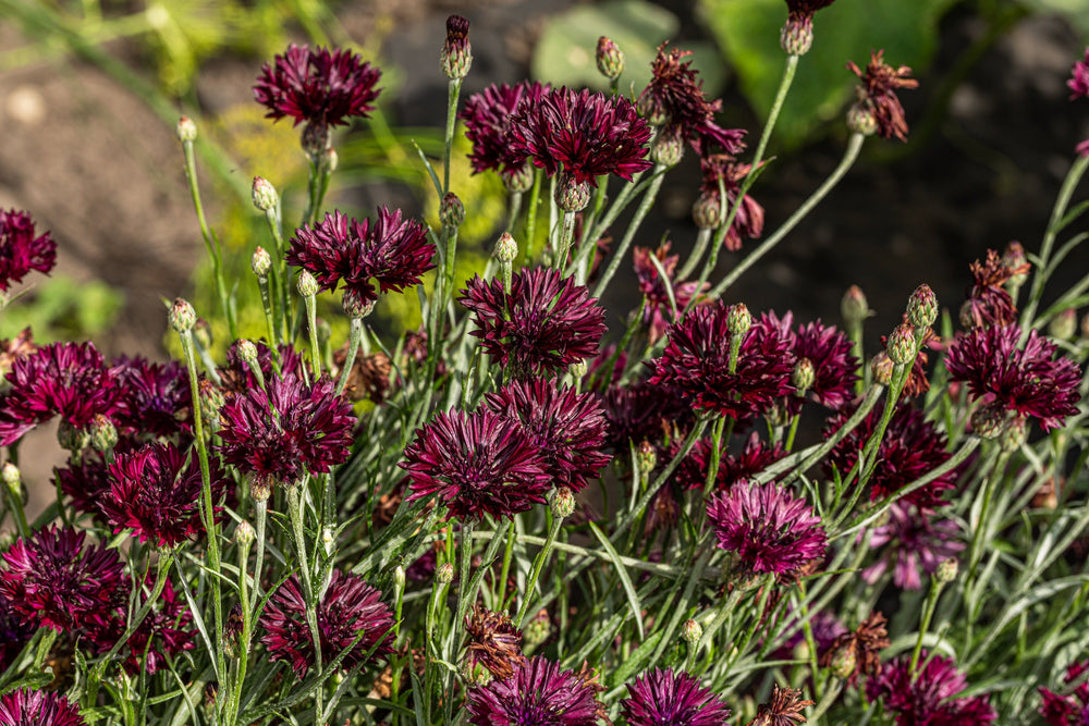 25 Bachelor's Button (Centaurea Cyanus) Seeds