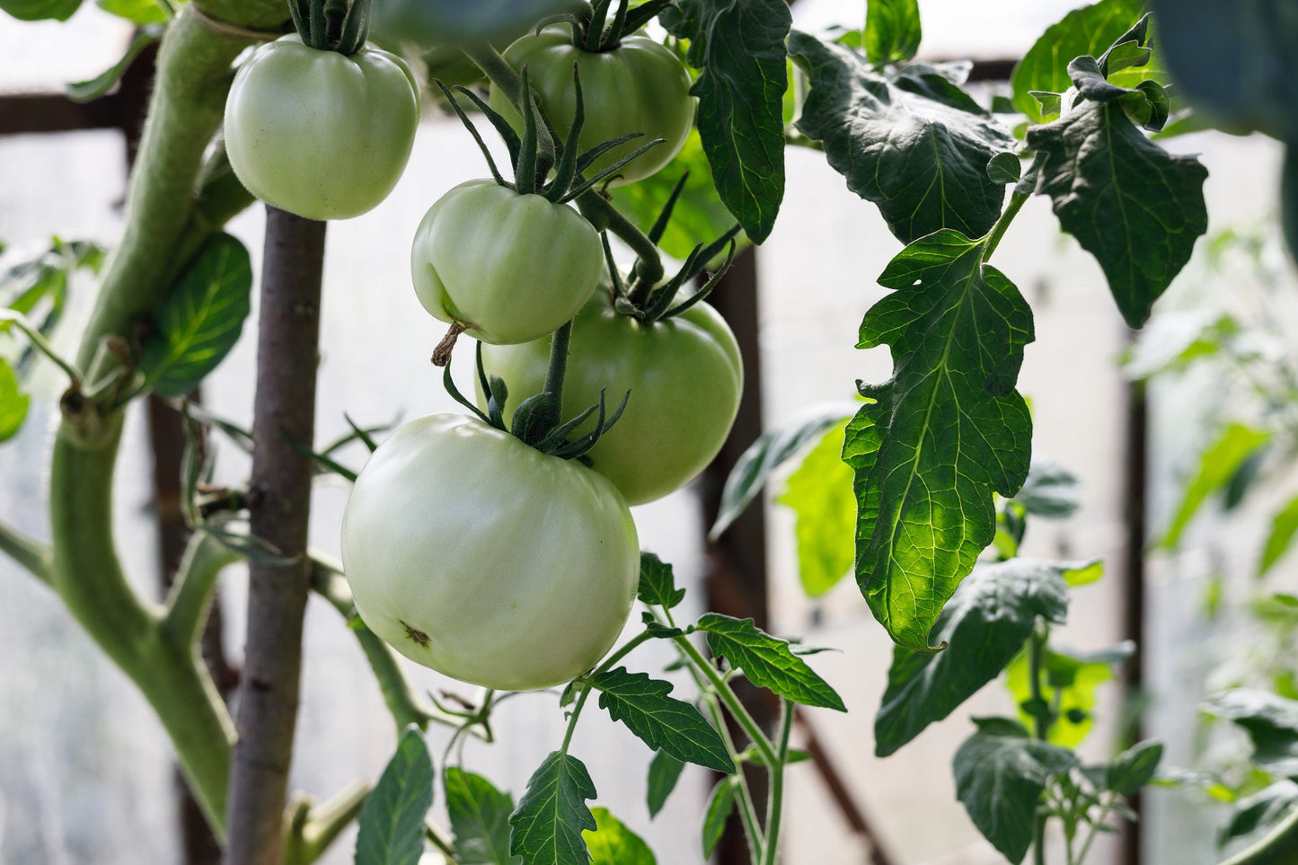 50 White Wonder Beefsteak Tomato (Lycopersicon) Seeds