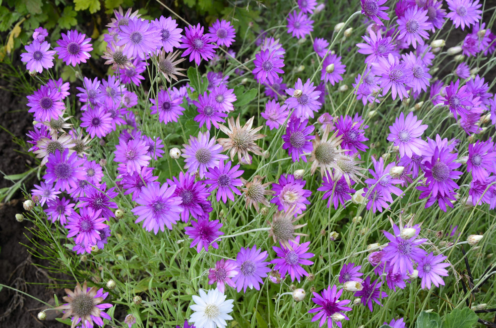 300 Immortelle (Xeranthemum) Seeds