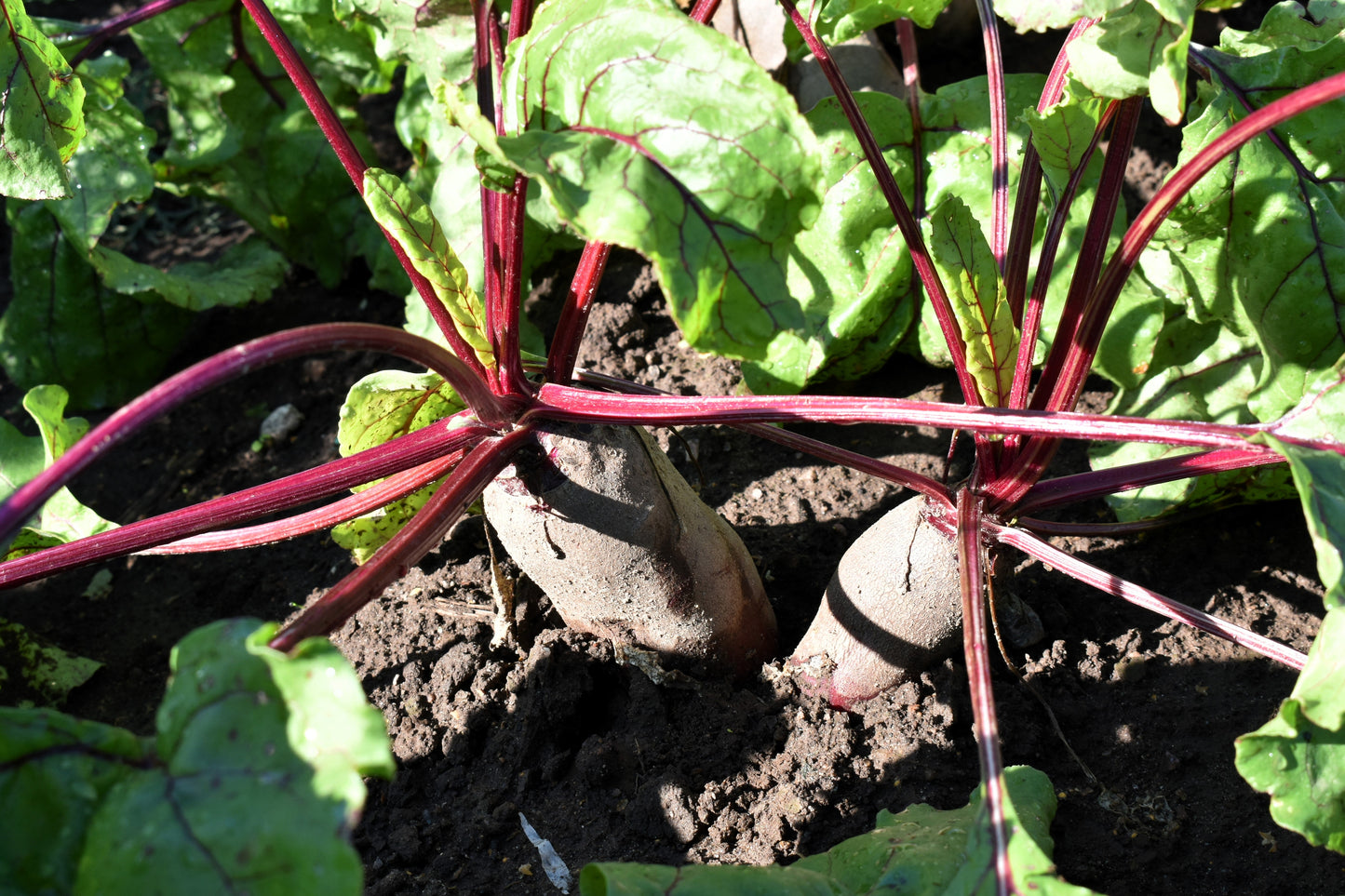 250 Cylindra Beet (Beta Vulgaris) Seeds