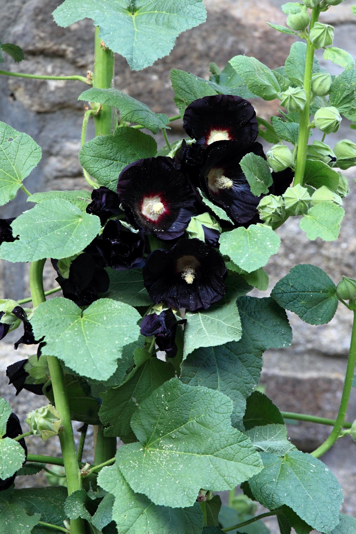 Black Hollyhock (Alcea rosea 'Nigra') Seeds – 25 ct
