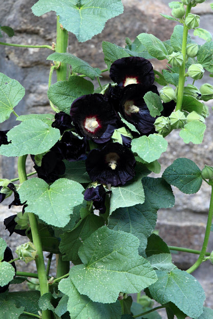 Black Hollyhock (Alcea rosea 'Nigra') Seeds – 25 ct
