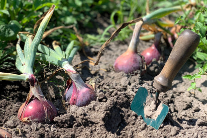 Red Burgundy Onion (Allium cepa) Seeds – 250 ct