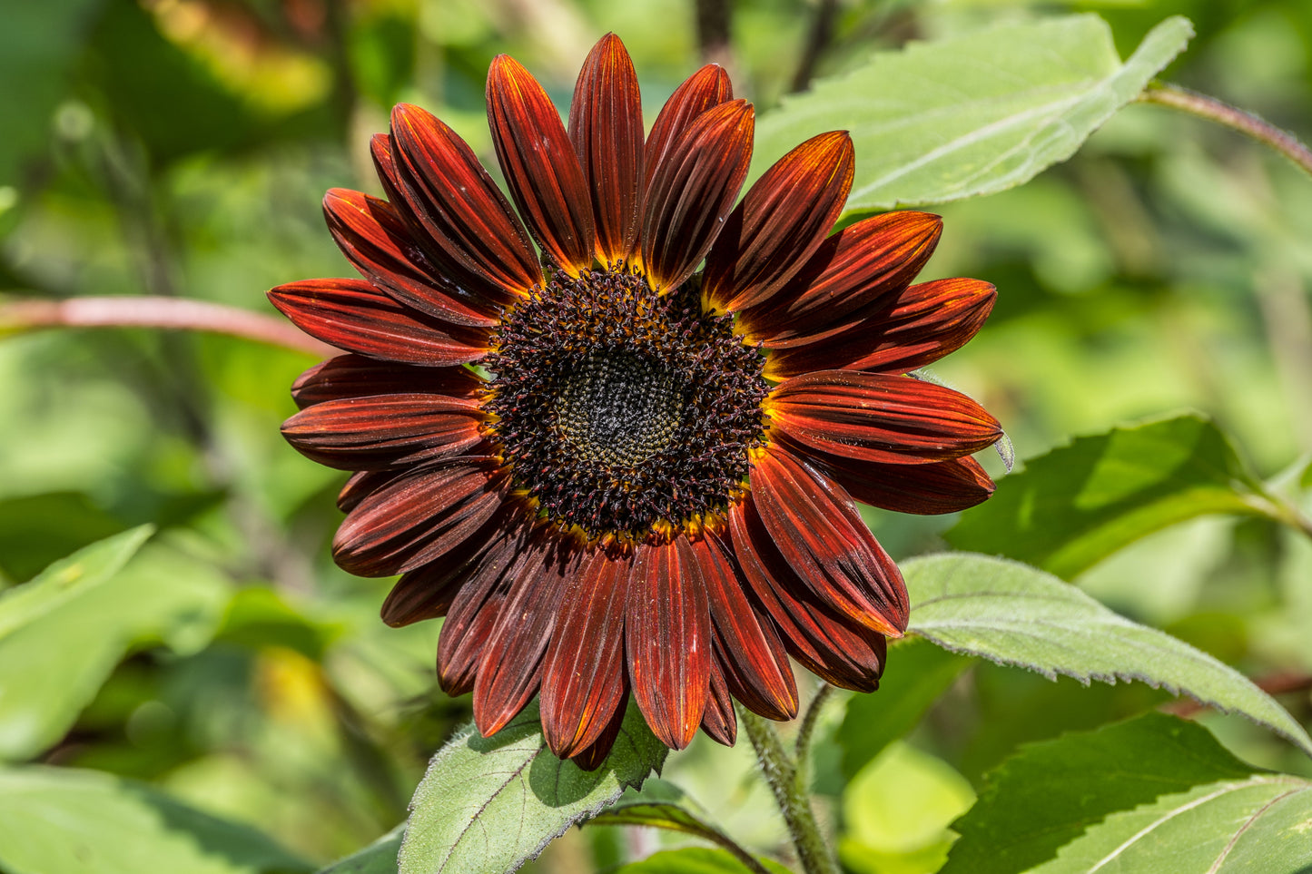 25 Velvet Queen Sunflower (Helianthus Annuus) Seeds