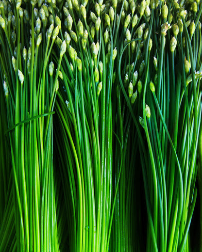 250 Garlic Chive (Allium Tuberosum) Seeds