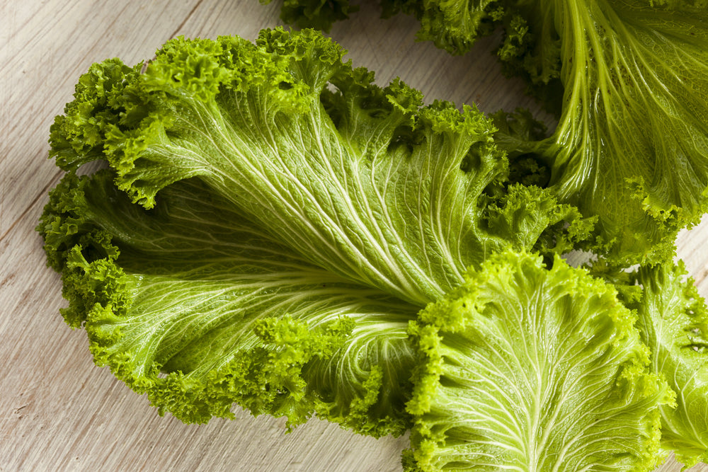 3000 Southern Giant Curled Mustard (Brassica Juncea) Seeds