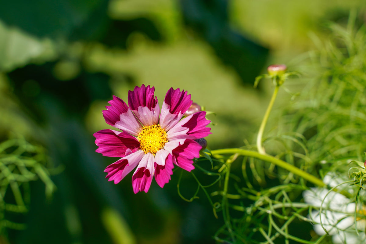 Seashells Cosmos (Cosmos bipinnatus) Seeds – 200 ct