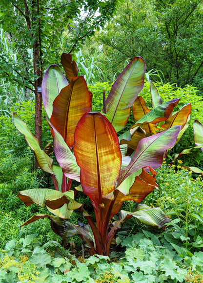 5 Red Abyssinian Banana (Musa Ensete Ventricosum) Seeds