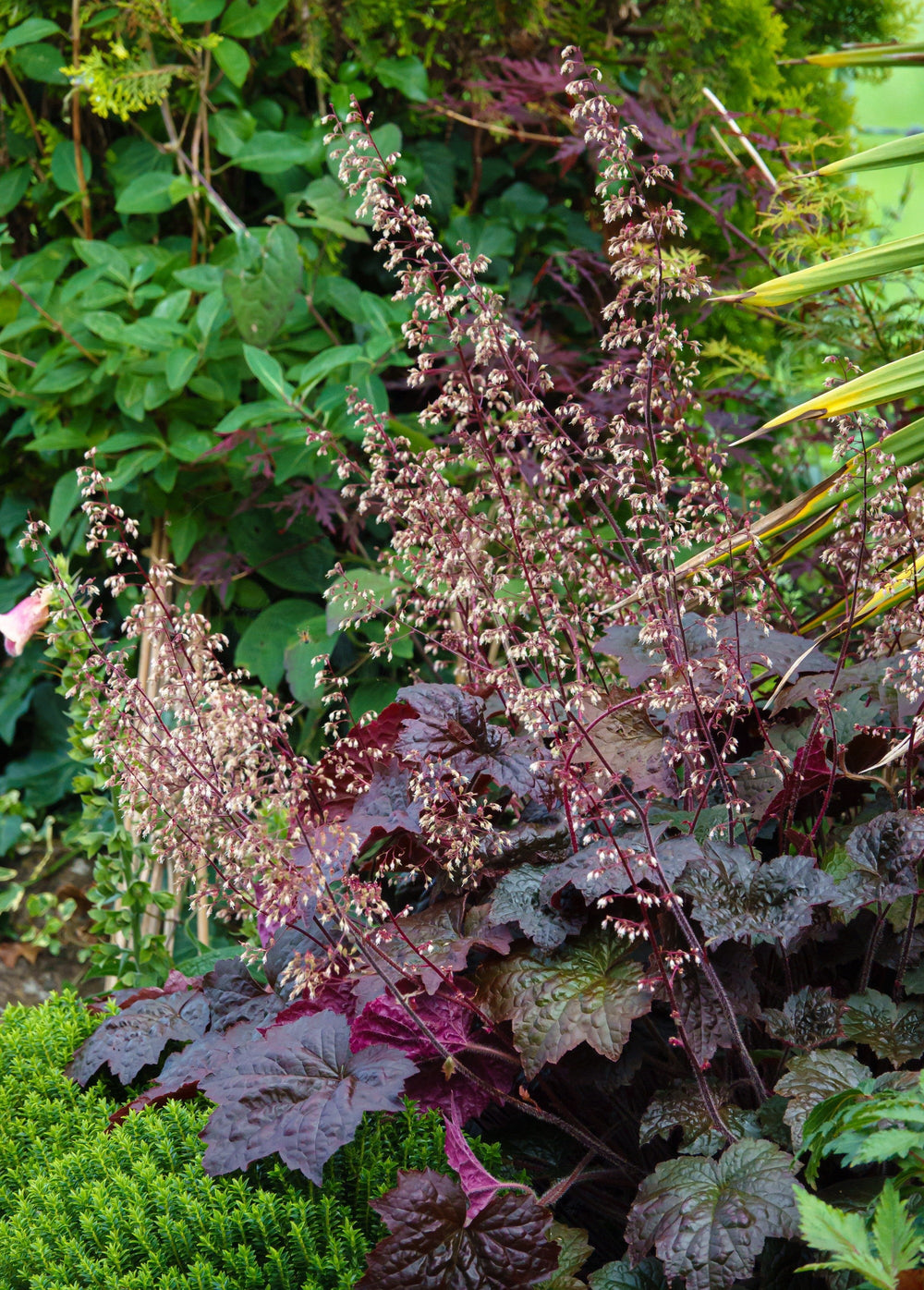 50 Palace Purple Heuchera (Heuchera Micrantha) Seeds