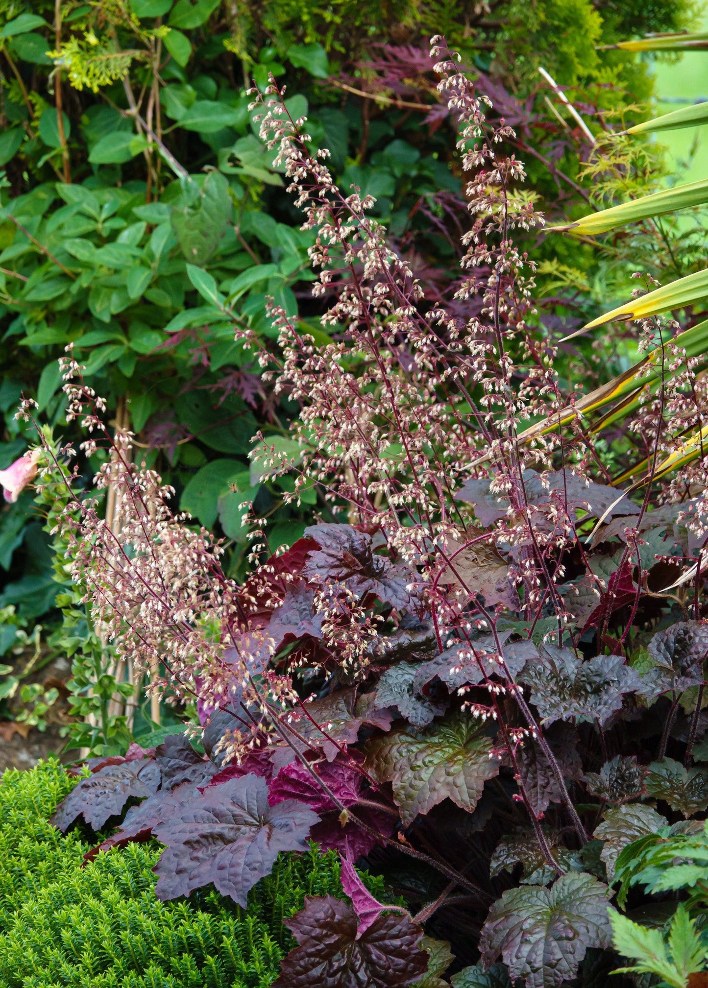 50 Palace Purple Heuchera (Heuchera Micrantha) Seeds