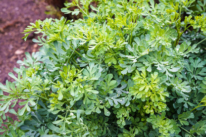 50 Yellow Rue (Ruta Graveolens) Seeds