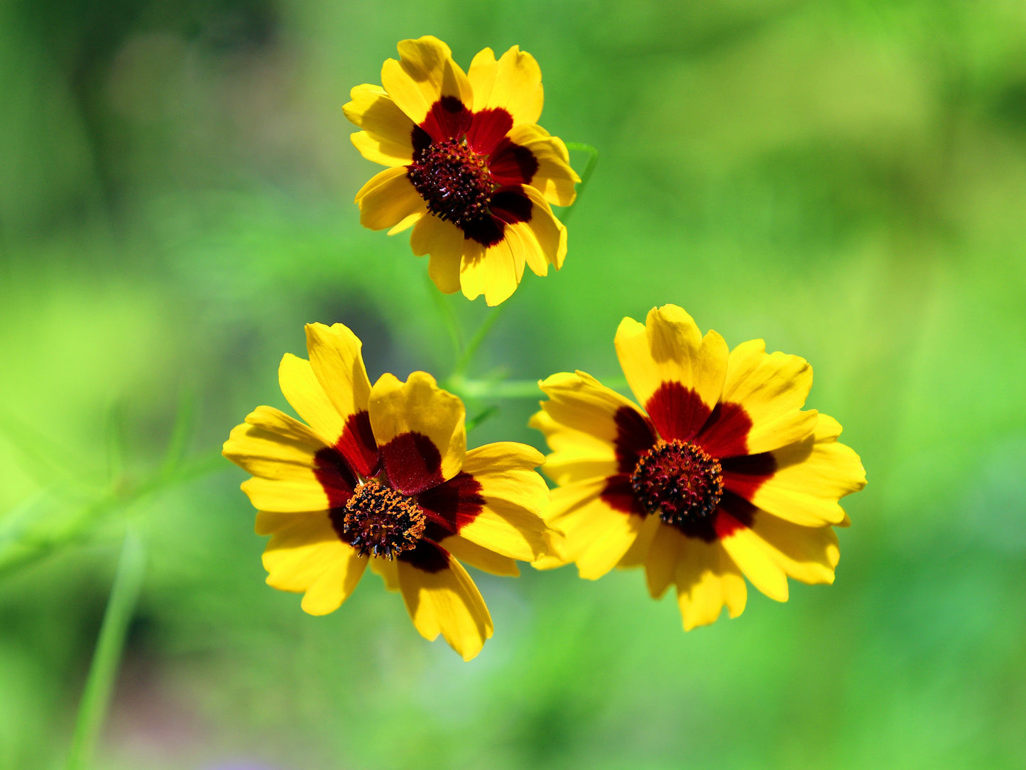 1000 Golden Wave Coreopsis (Coreopsis Basalis) Flower Seeds