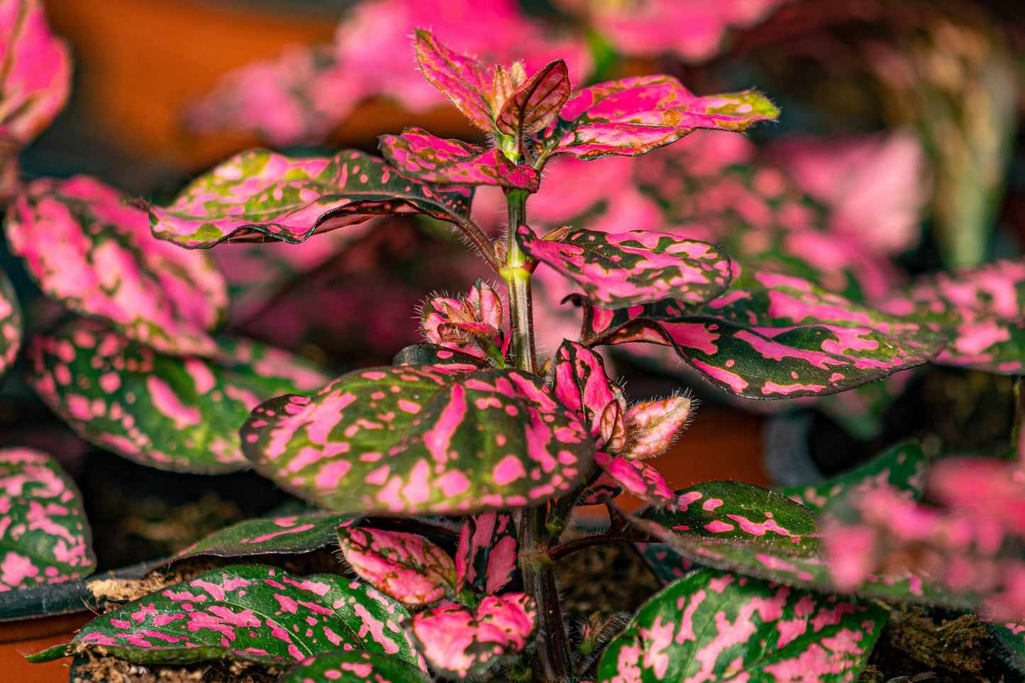 10 Dwarf Rose Polka Dot Plant (Hypoestes Phyllostachya) Seeds
