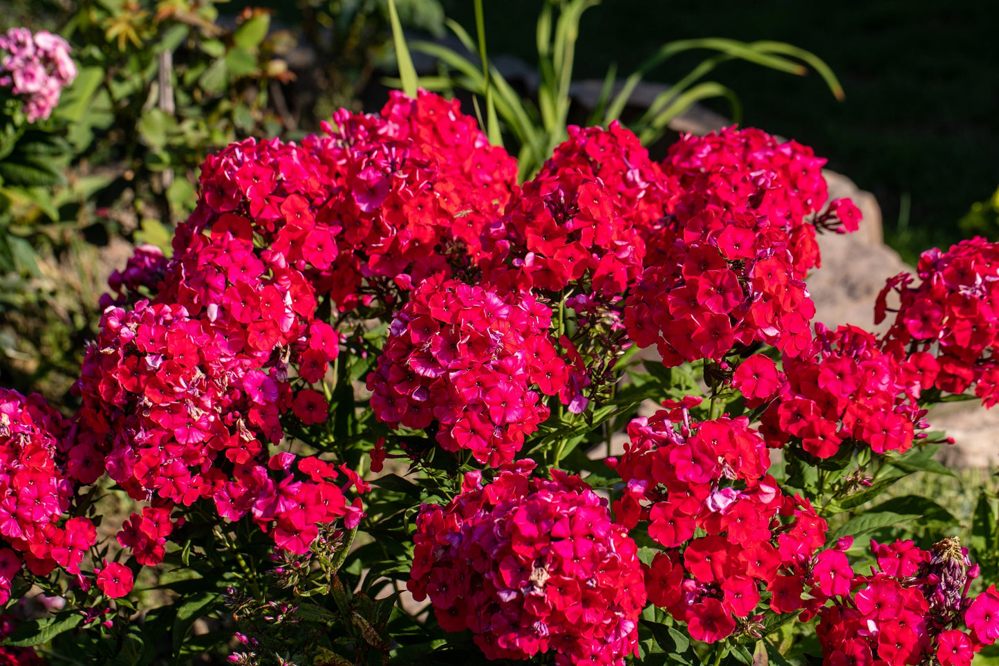 800 Red Drummond Phlox (Phlox Drummondii) Seeds