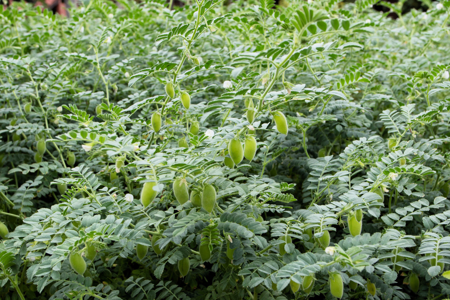 15 Garbanzo Bean (Cicer Arientum) Seeds