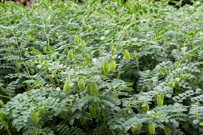 15 Garbanzo Bean (Cicer Arientum) Seeds