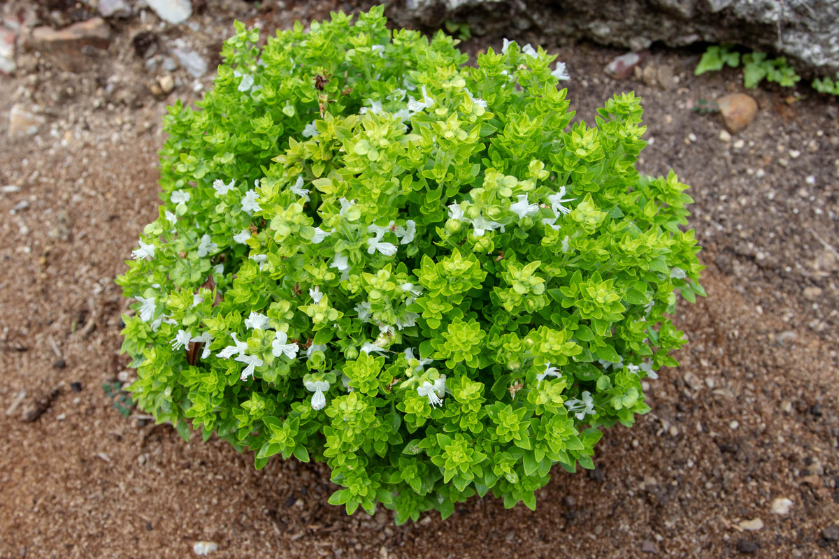 200 Spicy Globe Basil (Ocimum Basilicum) Seeds