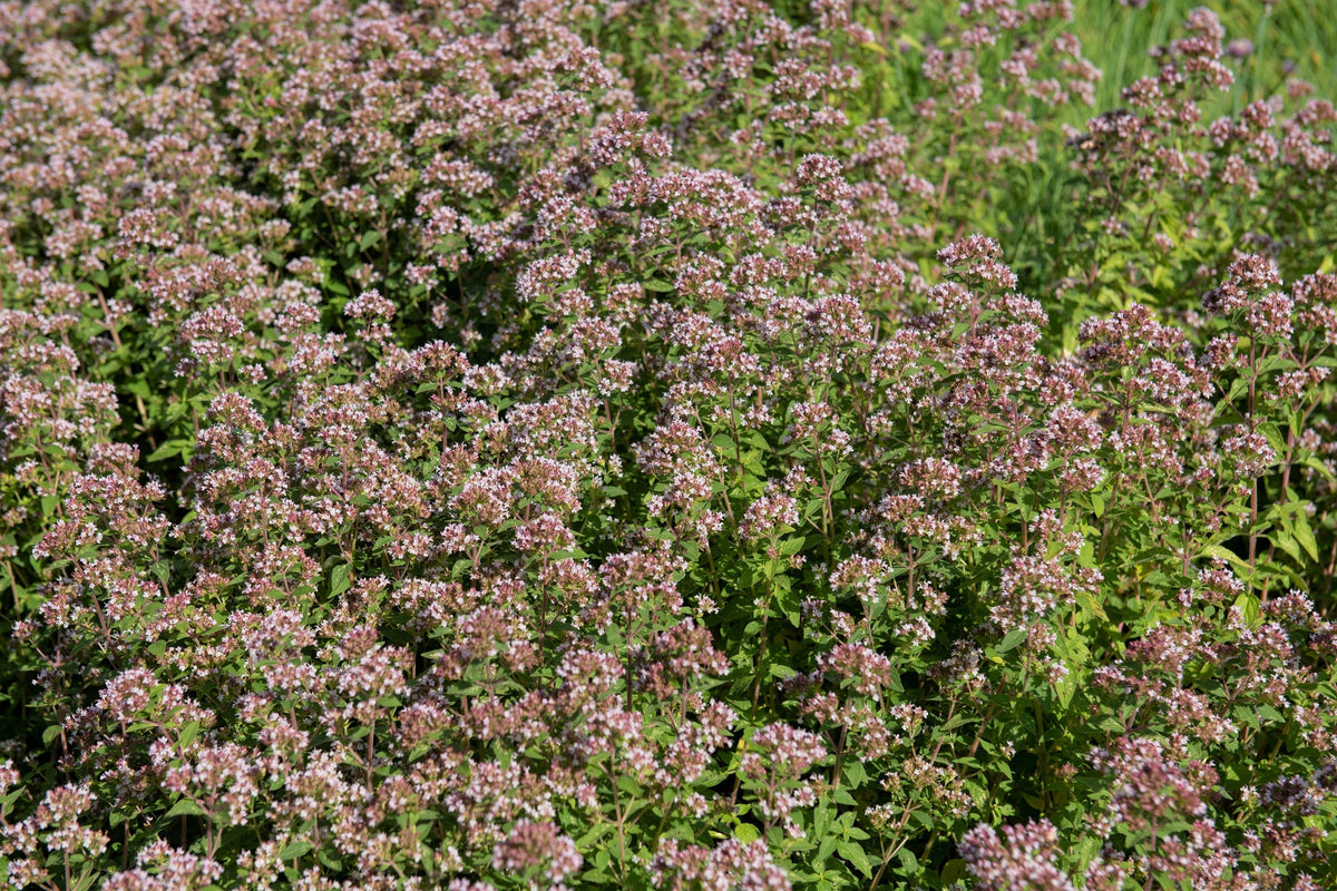 Sweet Marjoram (Origanum majorana) Seeds – 2,000 ct